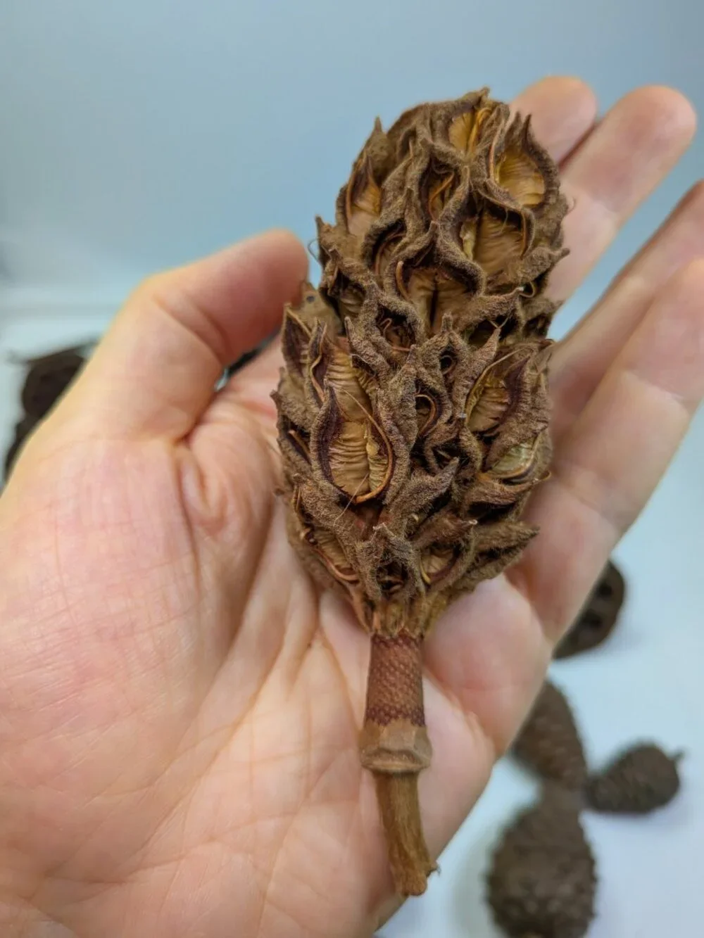 Dried Lotus Pods Pine Cones 35 pc Lot Craft Floral Arrangement Decor Botanical